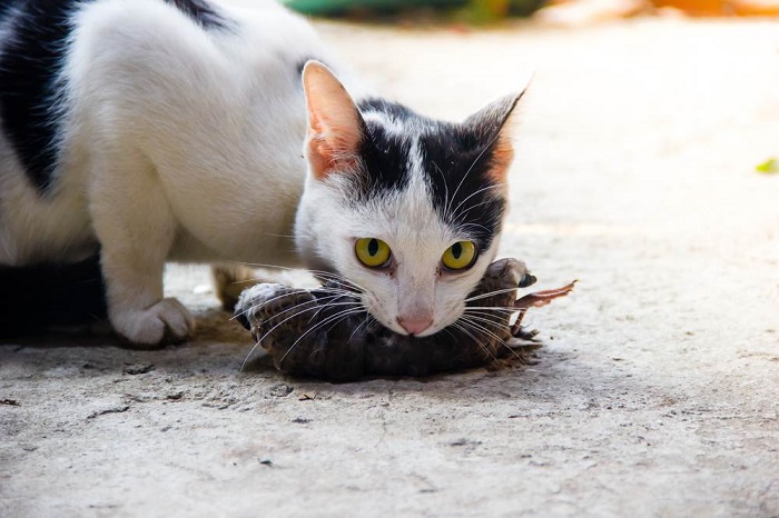 Mèo ăn thịt chuột có sao không?