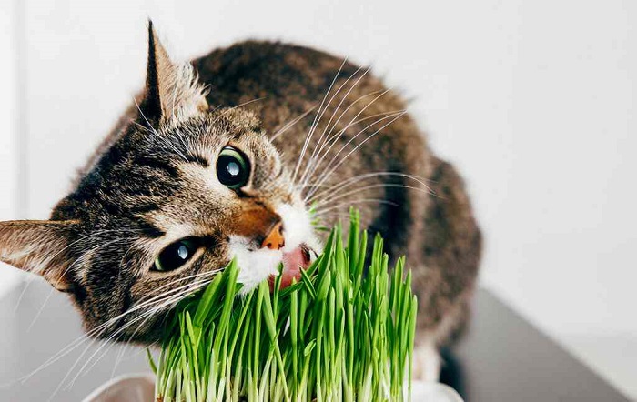 Mèo ăn cỏ có hại không?