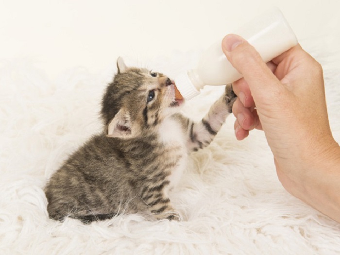 Cho mèo dùng sữa công thức nếu mãi không ti được mẹ