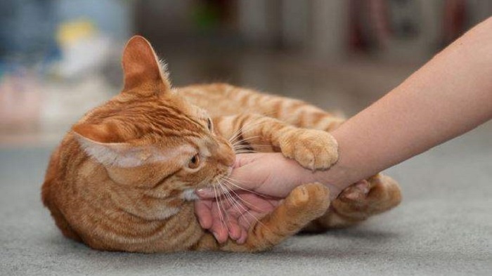 Cách dạy mèo không cắn vào tay chủ