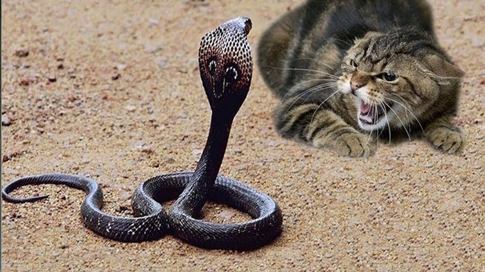Tại sao Mèo không sợ rắn?