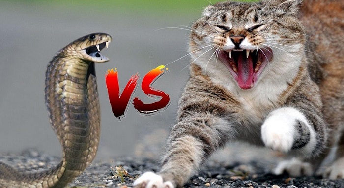 Mèo có miễn nhiễm với nọc rắn?