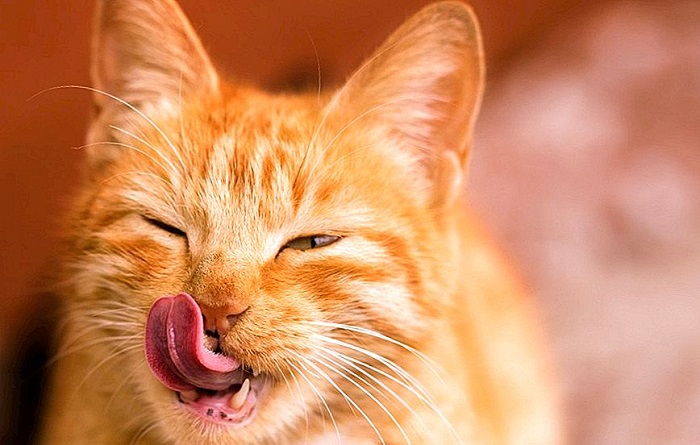 Cùng tìm hiểu các nguyên nhân của mèo lè lưỡi và liếm môi