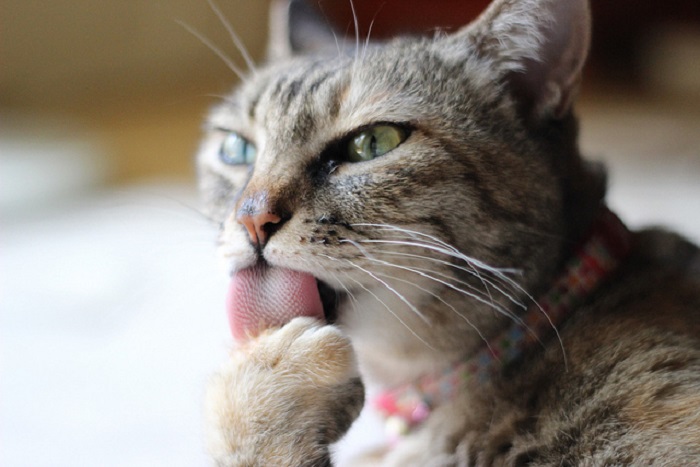 Liếm môi, lè lưỡi là dấu hiệu cảnh báo mèo bị bệnh