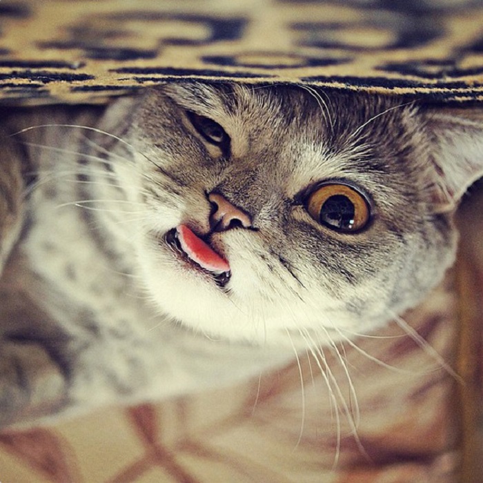 Mèo liếm môi và lè lưỡi nhiều thì làm gì?