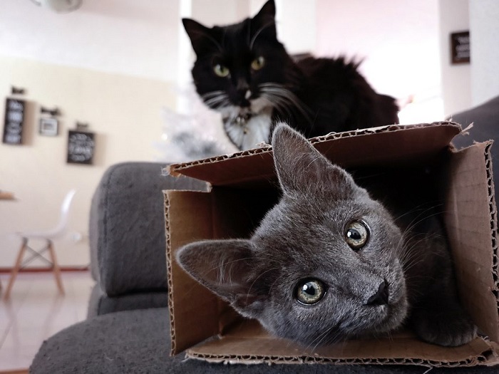 Mèo chui vào hộp vì cảm giác an toàn
