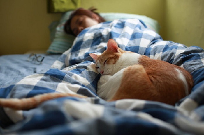 Tại sao mèo thích ngủ với người?