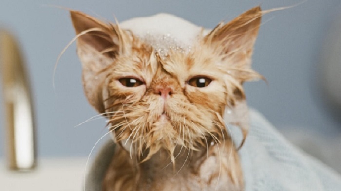 Có nên tắm cho mèo con không?