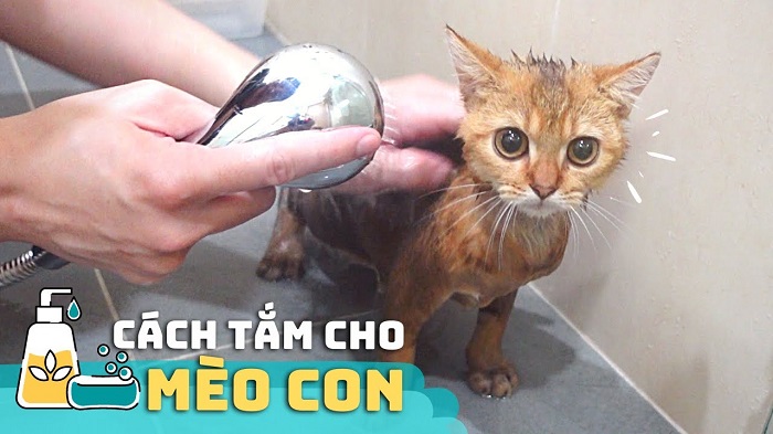 Cách tắm cho Mèo Con an toàn và đơn giản