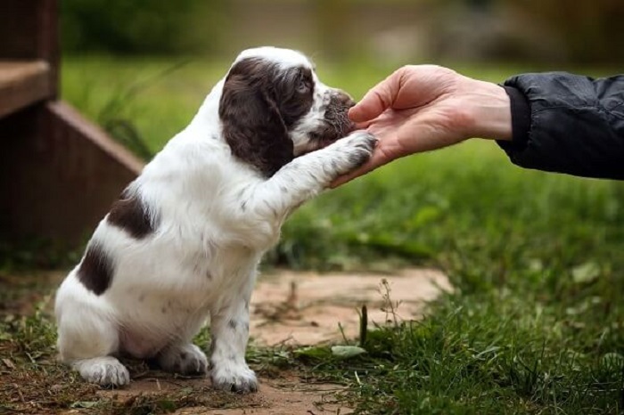 Dạy chó bắt tay đơn giản trong 5 phút