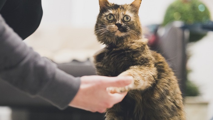 Cách huấn luyện mèo bắt tay