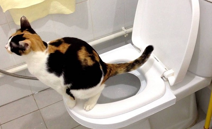 Mèo vệ sinh bao nhiêu lần 1 ngày?