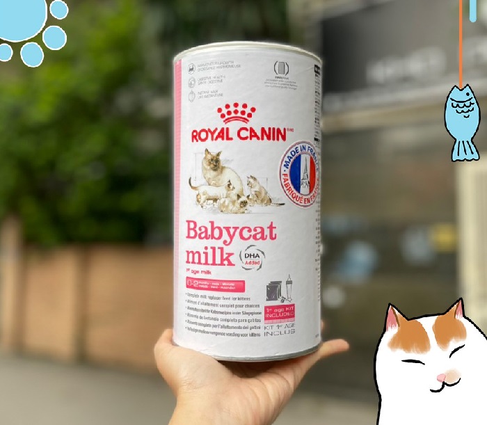 Chọn các loại sữa phù hợp cho mèo con