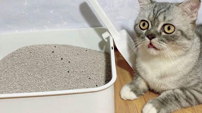 TOP 5 địa chỉ mua cát vệ sinh cho Mèo uy tín