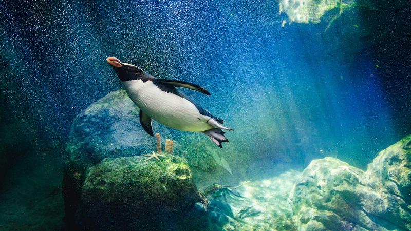 Chim Cánh cụt tên tiếng Anh là gì?