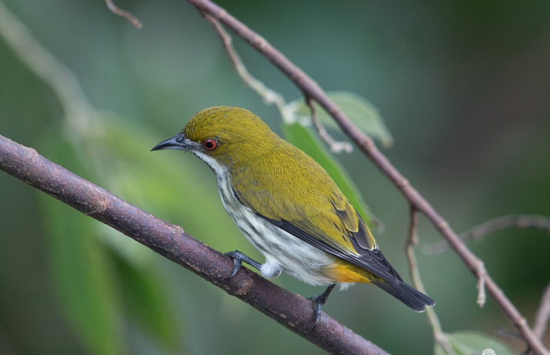 Chơi và nuôi chim vành khuyên – Chim Cảnh Việt