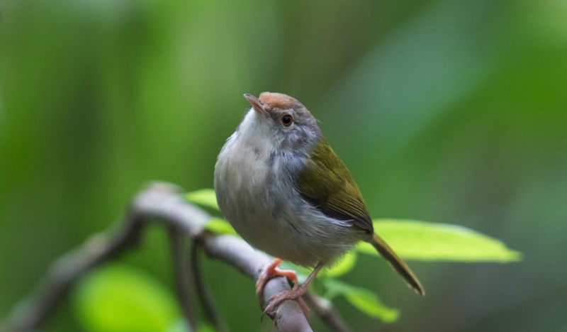 Chim sâu xanh - Hướng dẫn cách nuôi và chăm sóc hiệu quả