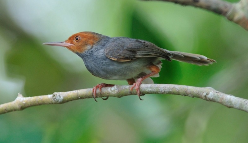 Chim sâu và những thông tin cơ bản về loài chim này - Tri thức Việt cho  người Việt