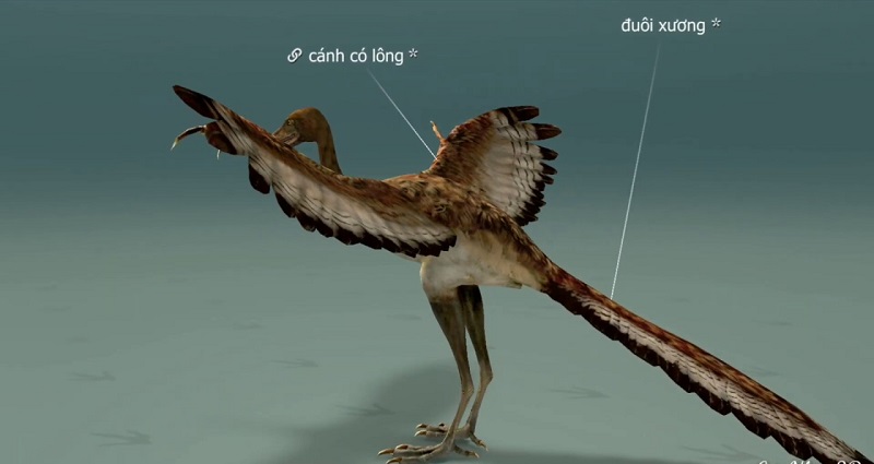 Quá trình tiến hóa của chim Thủy Tổ thế nào?