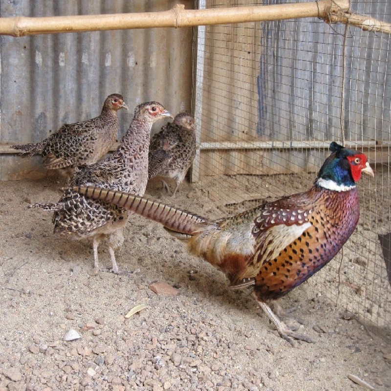 Kỹ thuật nuôi chim trĩ (kỳ 1): Ba kỹ thuật nuôi chim trĩ thành công nông  dân cần nắm chắc