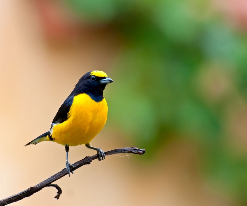 Chim Nghệ ngực vàng nuôi con | "Chim Nghệ ngực vàng" hay còn gọi là "Chim  nghệ thường" là một loài chim dạng sẻ. Chúng còn có tên là "Chim Huýt cô",