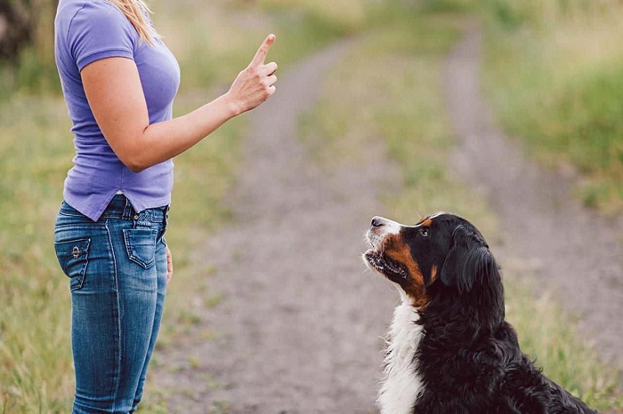 Nghiên cứu khoa học về việc chó hiểu tiếng người