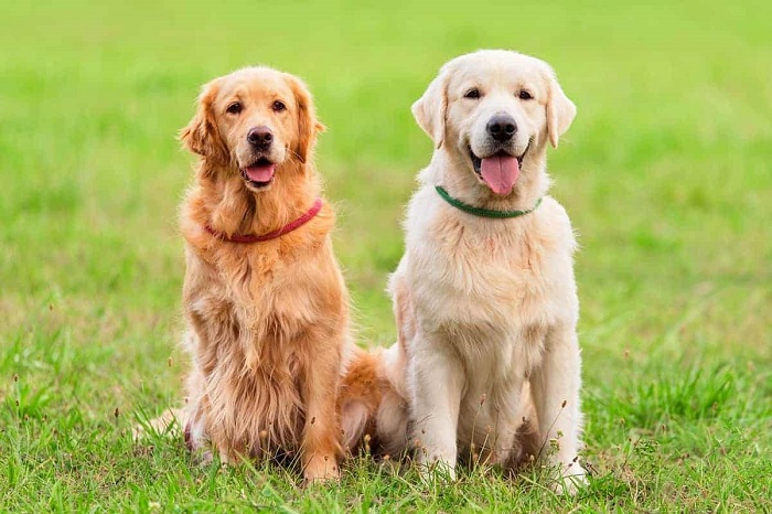 Chó Golden Retriever - những chú chó đáng yêu nhất quả đất
