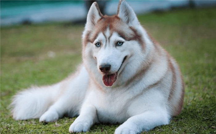 Chó Husky - những chú chó đáng yêu