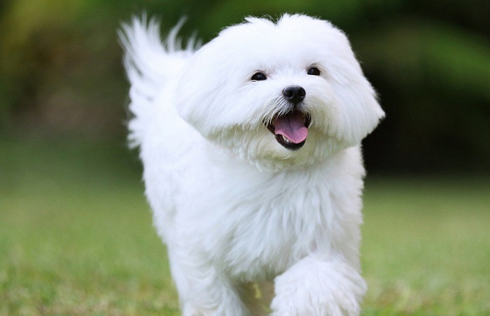 Chó Maltese - những chú chó đáng yêu nhất quả đất