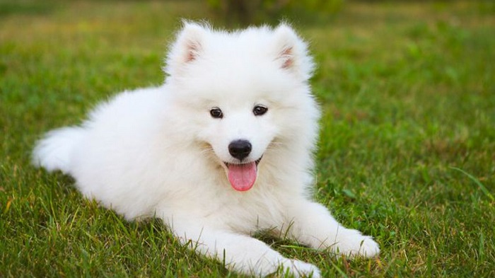 Chó Samoyed (Chó Sam) - các loại chó dễ thương