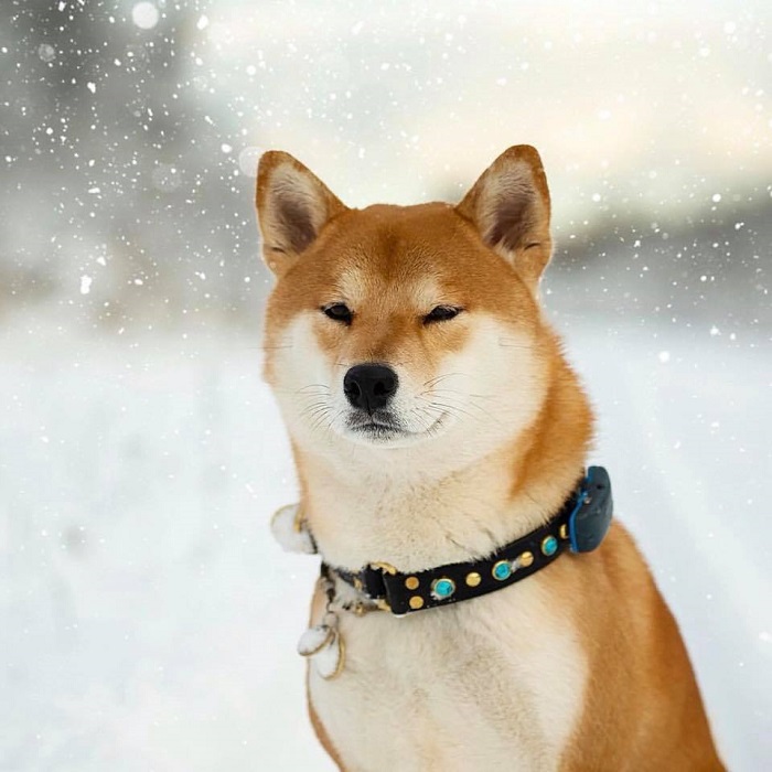 Chó Shiba Inu - những chú chó chân ngắn dễ thương