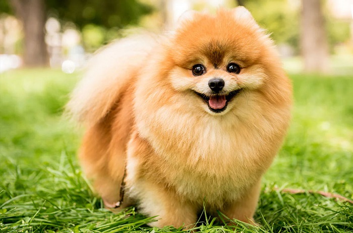 Phốc Sóc - Top 10 Giống Chó dễ thương, đáng yêu nhất quả đất