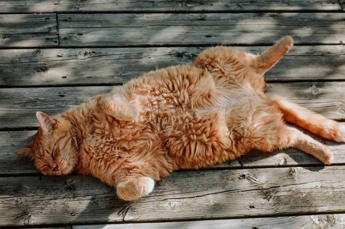 Mèo phơi nắng để làm gì?