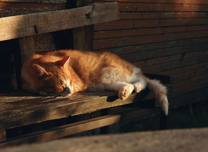 Nên cho Mèo phơi nắng bao lâu?