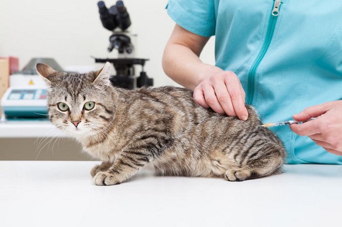 Có nên tiêm thuốc triệt sản cho mèo?