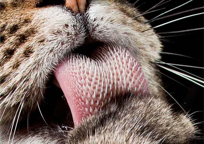 Tại sao lưỡi mèo có gai?