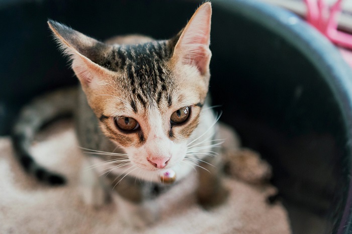 Có những phương pháp điều trị nào hiệu quả cho viêm ruột ở mèo?
