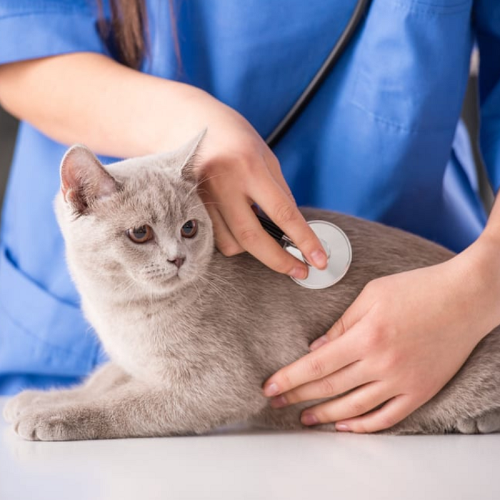Cách điều trị mèo viêm gan