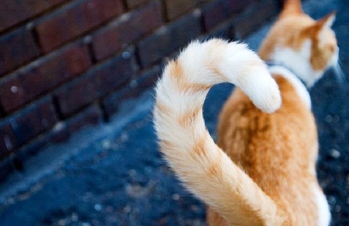 Mèo dựng đuôi nghĩa là gì?