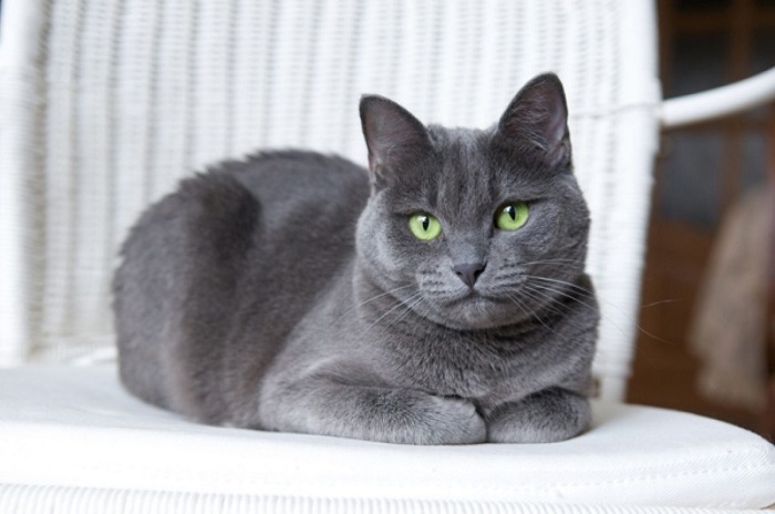 Nguồn gốc của mèo Nga mắt xanh - Russian Blue