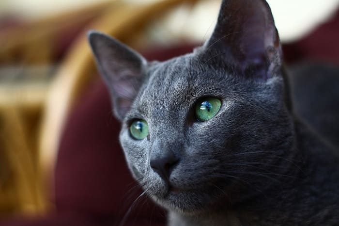 Đặc điểm của giống mèo Nga mắt xanh