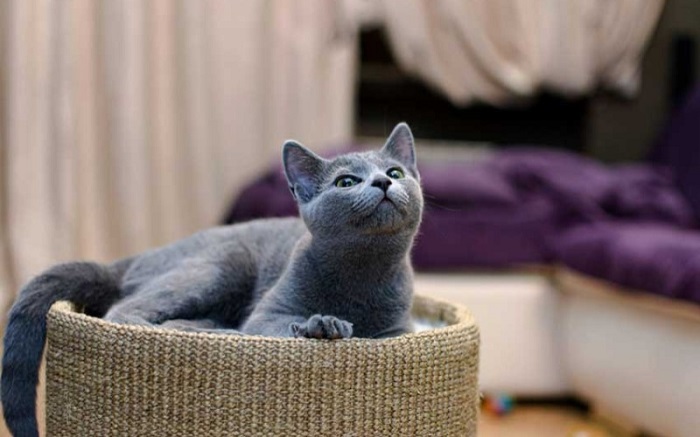 Giá bán của giống mèo Russian Blue