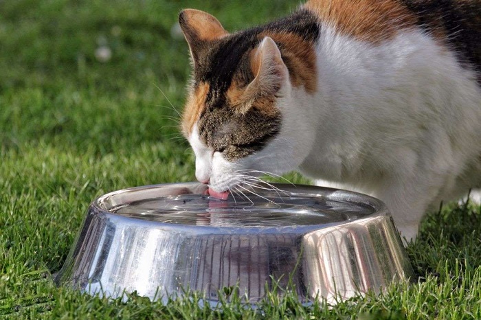 Mèo uống bao nhiêu nước là đủ?