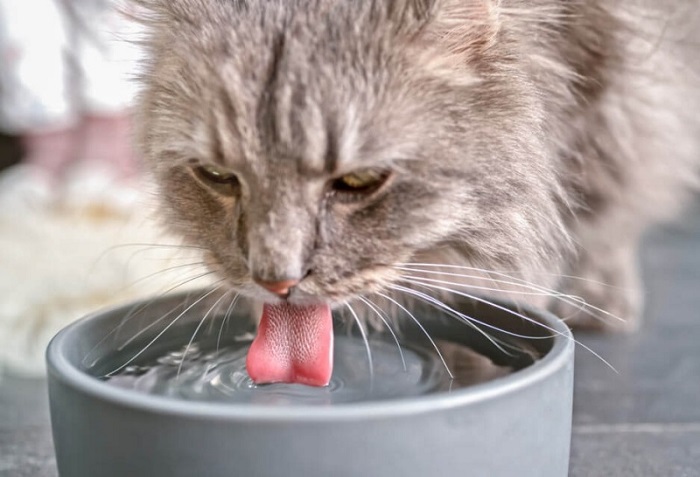 Những lý do khiến mèo uống nước nhiều hơn