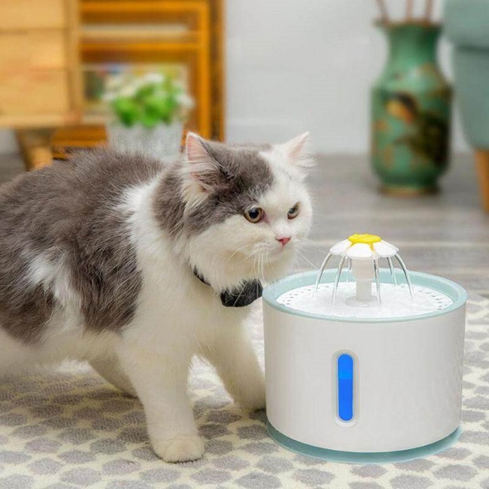 Mèo uống nhiều nước có tốt không?
