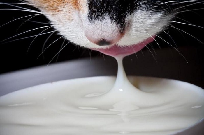 Có cần thiết thêm sữa cho mèo?