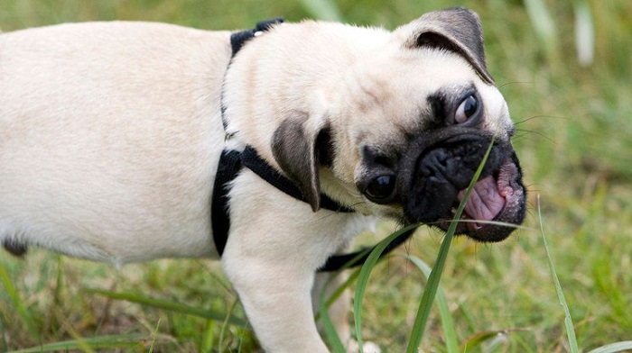 Chó ăn cỏ có nguy hiểm không?