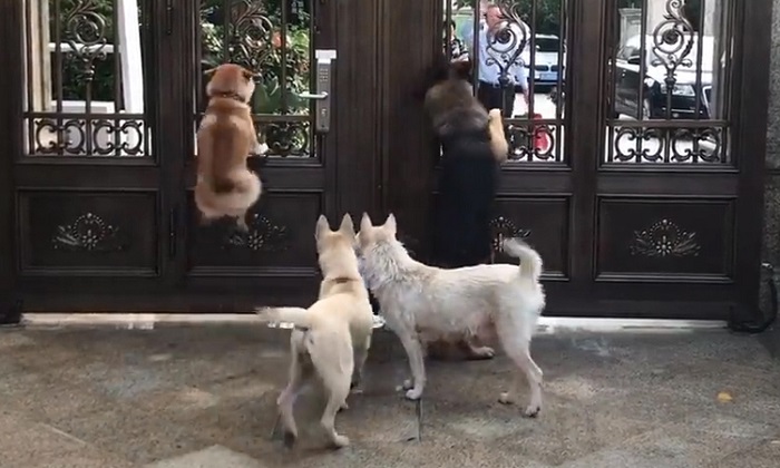 Vì sao chó hay nhảy cẫng lên khi chào chủ về?