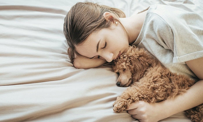 Chó ngủ với người có sao không?