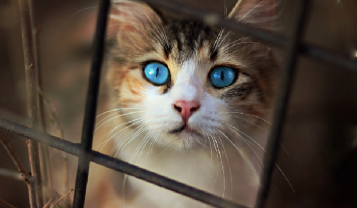 Mắt mèo thay đổi khi nào trong quá trình phát triển?